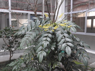 中庭植物