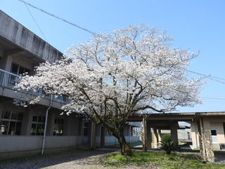 音楽室前の桜