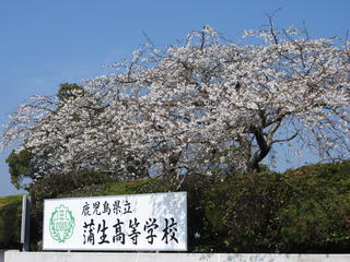 校門前桜